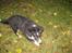 Shetland sheepdog Joey 