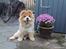 Chow chow Beijing's Baomu Laoshi - Sikke fin jeg er ikke moar? :p [Foto: Amalie Reffelt]