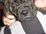Mallorca Mastiff / Ca de Bou Albert - 2009