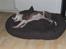 Blanding af racer Jablo - Dejlig ny hundeseng...