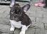 Fransk bulldog harley med blå øjne - lille harley fra før vi fik ham hjem, han er såå sød