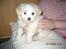 Coton de tulear Kali