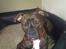 Amerikansk bulldog Topp´s Magic Tilde