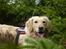 Golden retriever Melba - dejligt