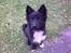Islandsk fårehund Gaia