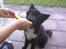 Islandsk fårehund Gaia