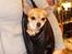 Chihuahua jessica