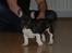 Fransk bulldog harley med blå øjne