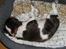 Engelsk springer spaniel Zenta R.I.P. - zzzzzzzz