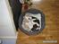 Engelsk springer spaniel Zenta R.I.P. - og mere zzzzzzzzzzzzzzzzzzzz