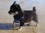 Chihuahua Luxus (Rødebros Apollo) - Strand, sand og vand....Meget bedre bliver det ikke!