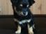 Chihuahua Luxus (Rødebros Apollo)