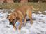 Blanding af racer Trunte R.I.P. 18-7-2011 - 5-03-2010