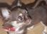 Chihuahua Martina´s Simone *solgt* - Hvad????
