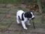 Cocker spaniel Scott <3 - ja har en svaghed for at finde pinde at bide i....