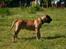Boerboel RATHMANNS HARRY
