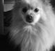 Pomeranian Tiggo