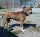 Amerikansk staffordshire terrier Nikari R.I.P