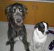 Irsk ulvehund Caleb
