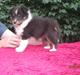 Shetland sheepdog Kiki
