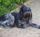 Schapendoes Ringo,Camagis Faruk