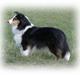 Shetland sheepdog Zeline