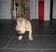 Fransk bulldog Ulla