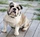 Engelsk bulldog Quark
