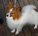 Papillon Dario