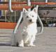 West highland white terrier Coco