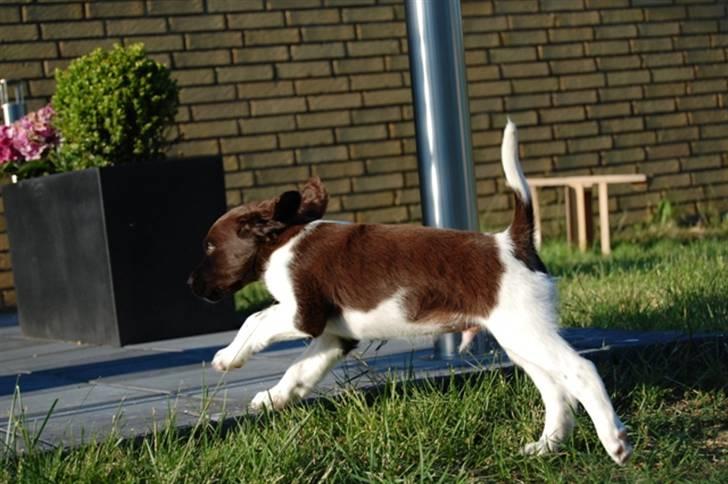 Kleiner münsterländer Bobby billede 1