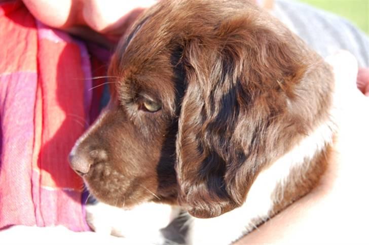 Kleiner münsterländer Bobby billede 2