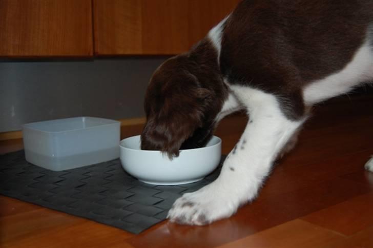 Kleiner münsterländer Bobby billede 3