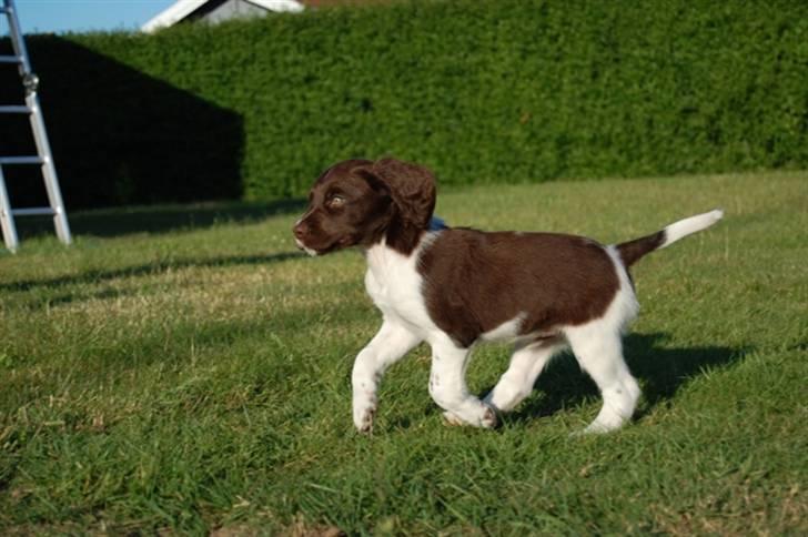 Kleiner münsterländer Bobby billede 4