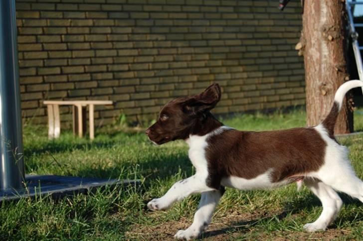 Kleiner münsterländer Bobby billede 5
