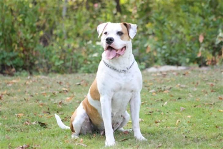 Amerikansk bulldog God Blesed Aschera R.I.P. 21/2 2011 billede 18