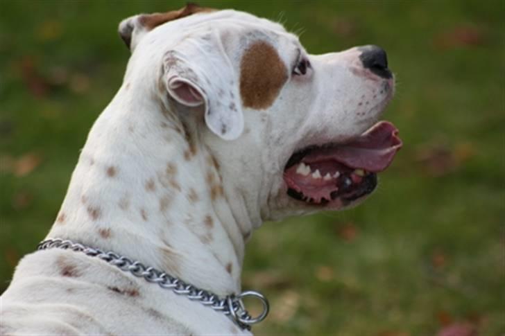 Amerikansk bulldog God Blesed Aschera R.I.P. 21/2 2011 - Aschera 3 år gammel - September 2009 billede 19