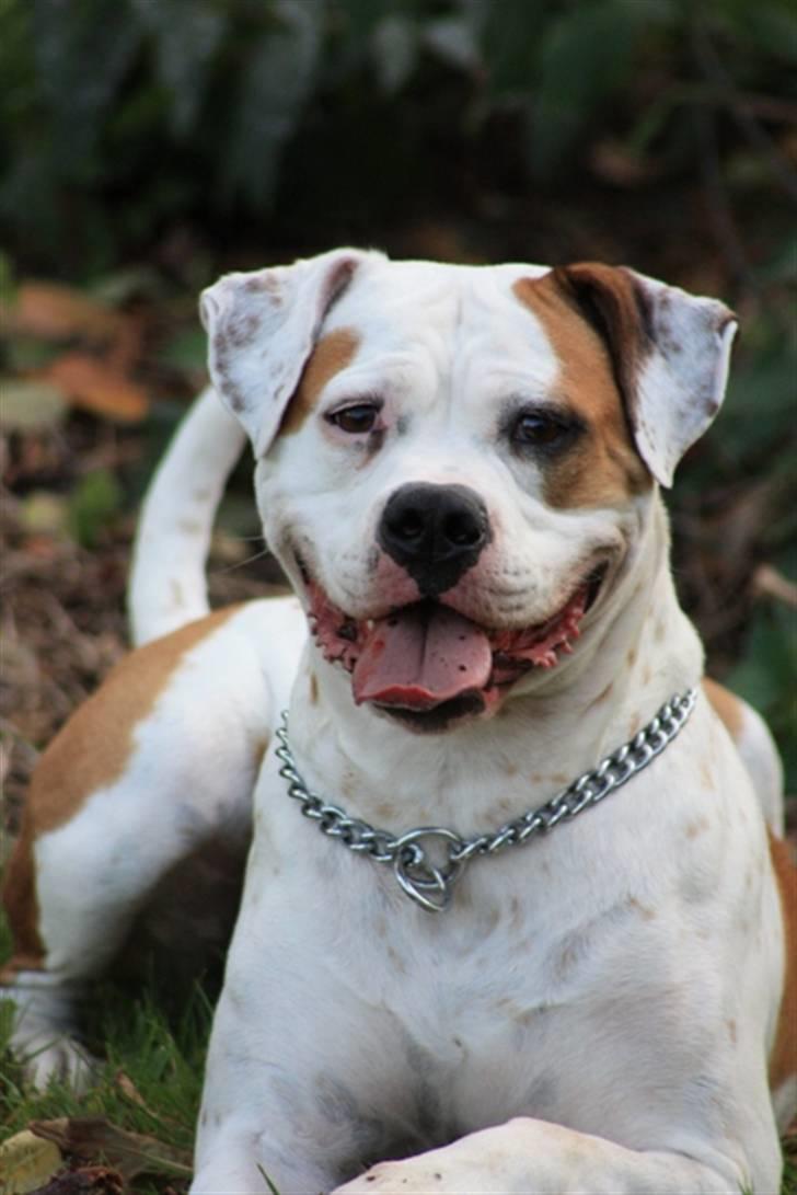 Amerikansk bulldog God Blesed Aschera R.I.P. 21/2 2011 - Aschera 3 år gammel - September 2009 billede 20