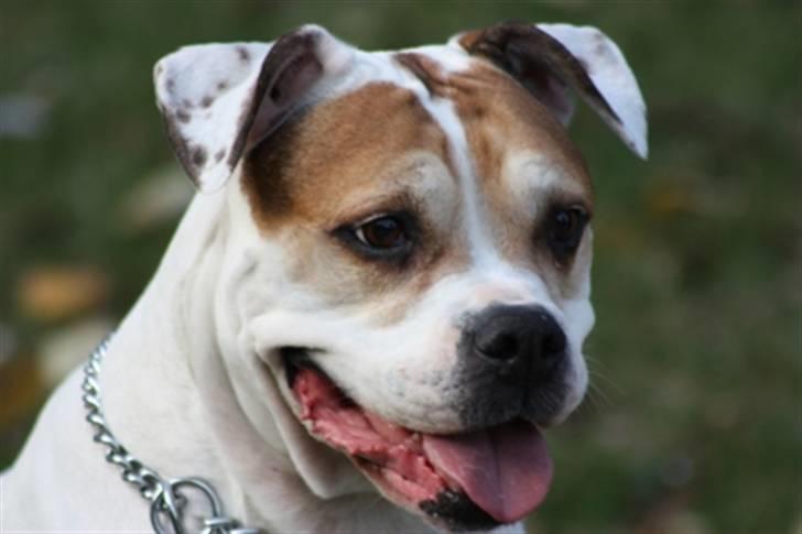 Amerikansk bulldog Lundahl's Bailey R.I.P. 18. december 2012 - Hvem kan se jeg er 9 år gammel c",) billede 15