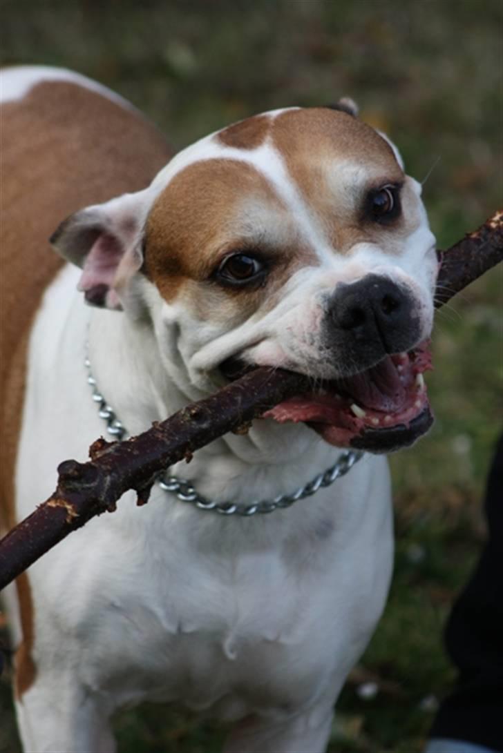 Amerikansk bulldog Lundahl's Bailey R.I.P. 18. december 2012 - Selvom man er blevet 9 år gammel, kan man sagtens lege...  billede 16