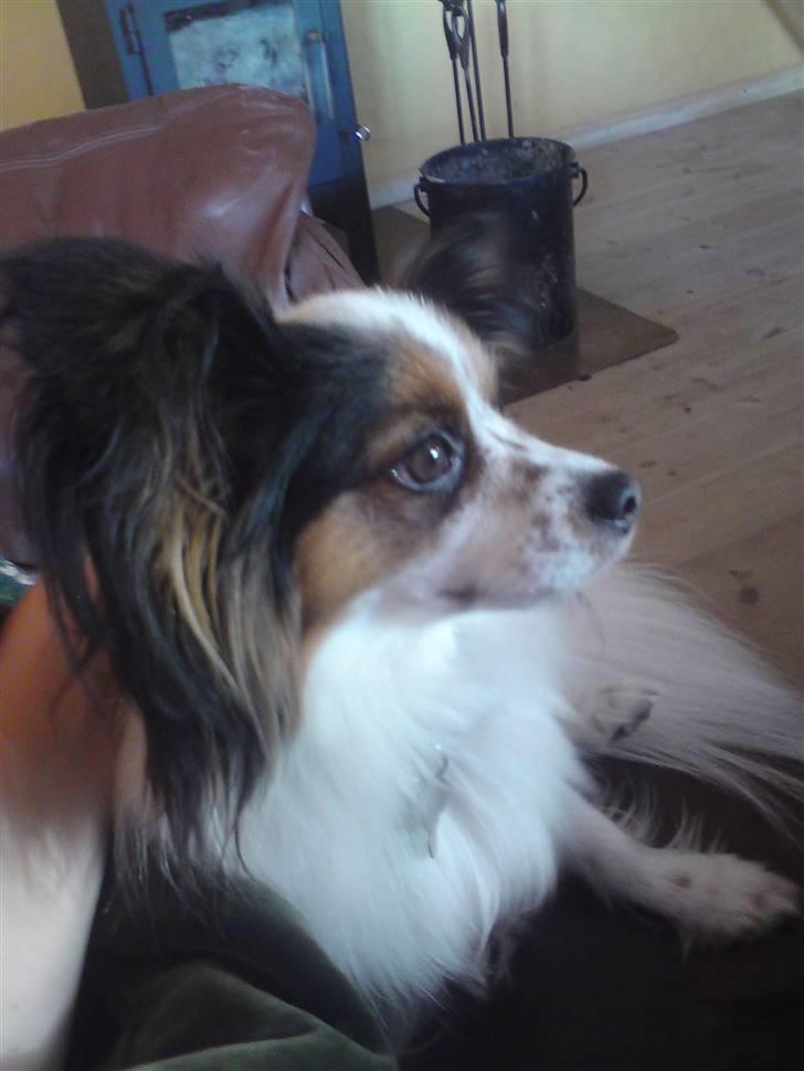 Papillon Luton R.I.P. billede 8