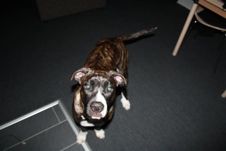 Blanding af racer Medina " Miss diva" billede 15