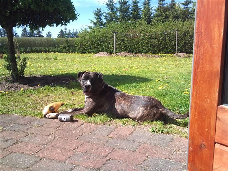 Blanding af racer Medina " Miss diva" billede 16