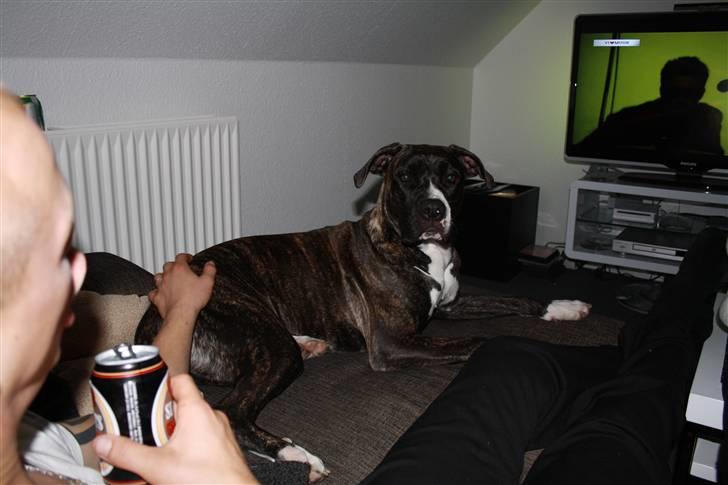 Blanding af racer Medina " Miss diva" billede 17