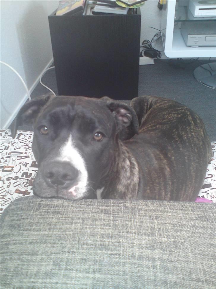 Blanding af racer Medina " Miss diva" billede 18