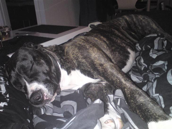 Blanding af racer Medina " Miss diva" billede 19