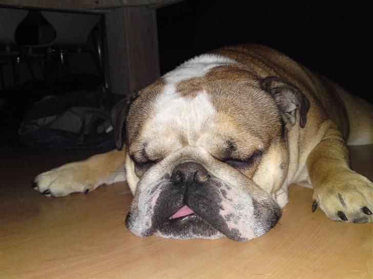 Engelsk bulldog coco billede 9
