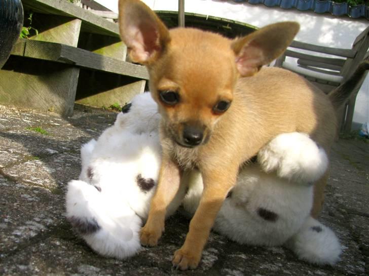 Chihuahua Eddie billede 10