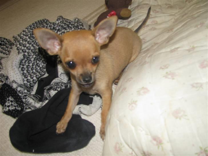 Chihuahua Eddie billede 11