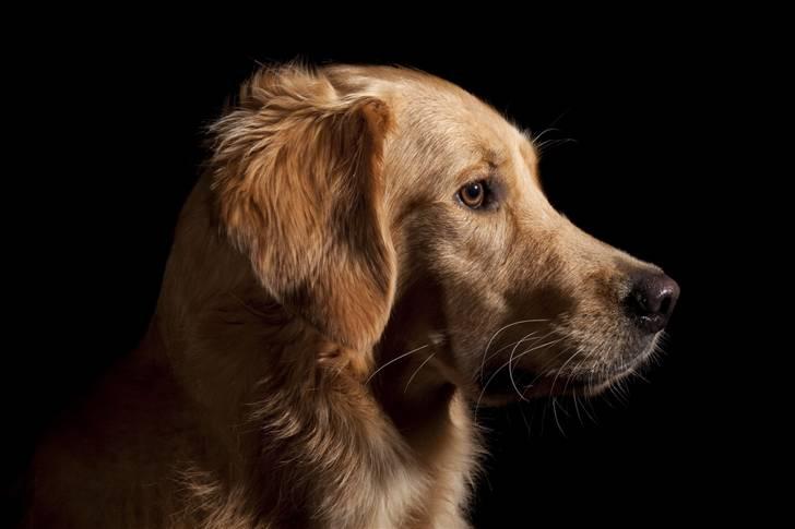 Golden retriever Dumle billede 17